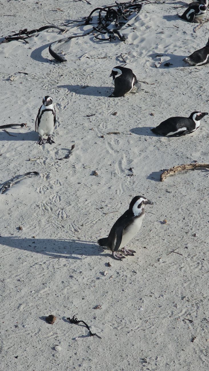 The World-Famous Boulders Penguins Colony