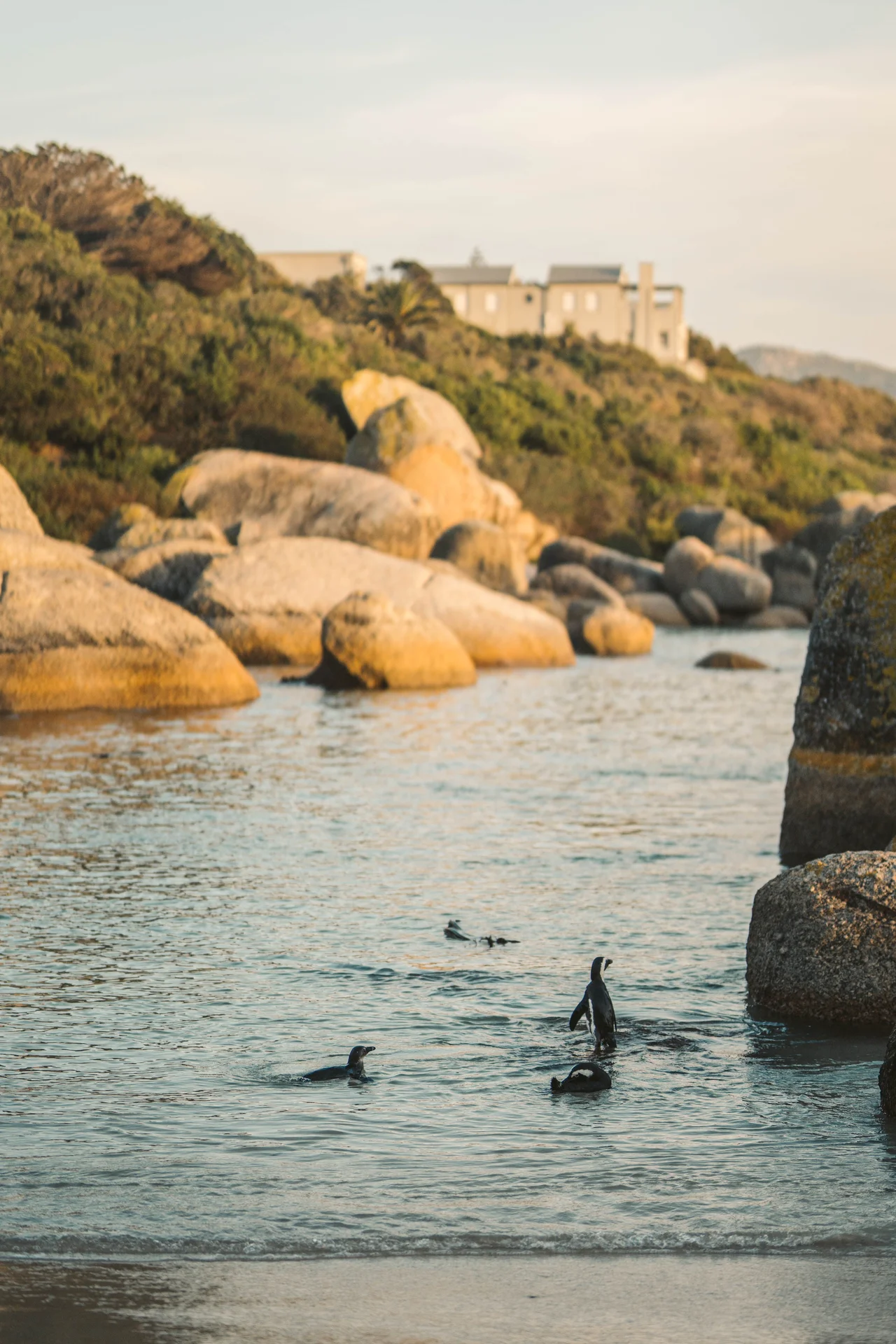 Penguin Watching Half-Day Tour