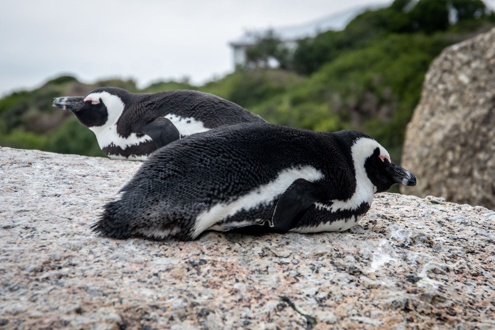Protecting an Endangered Species